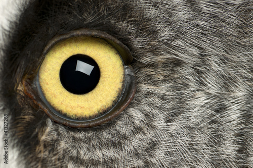 Photo: Portrait of Great Grey Owl or Lapland Owl, Strix nebulosa Portrait of Great Grey Owl or Lapland Owl, Strix nebulosa