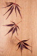 fondo de madera con hojas naturales