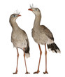 Male and Female Red-legged Seriema or Crested Cariama