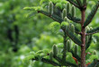 fir branch