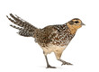 Female Reeves's Pheasant, Syrmaticus reevesii