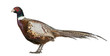 Male American Common Pheasant, Phasianus colchicus, standing