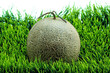 Cantaloupe on the green grass