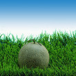Cantaloupe on the green grass