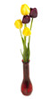 Colorful tulips in vase
