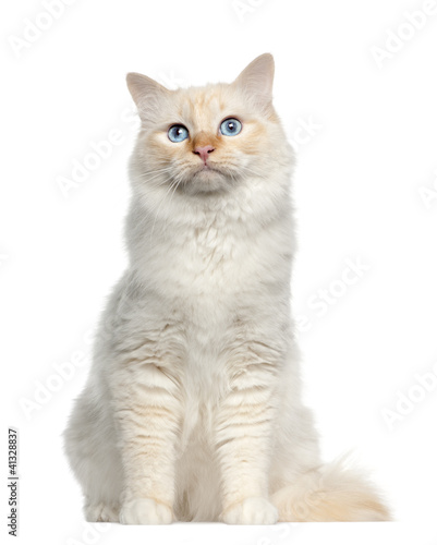 Photo: Portrait of Birman cat, sitting Portrait of Birman cat, sitting