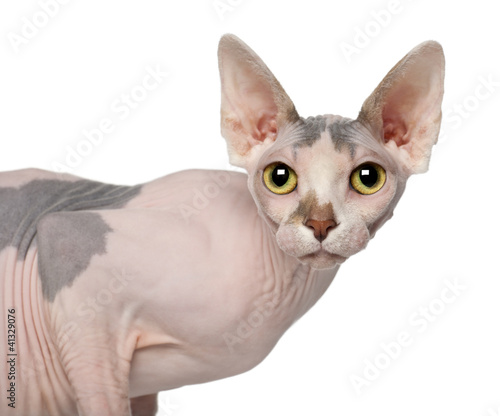 Photo: Portrait of Sphynx cat, 1 year old Portrait of Sphynx cat, 1 year old
