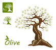 Olive tree