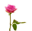 rose isolated on the white background