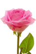 rose isolated on the white background