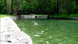 Ducks on the river