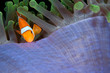 Clownfish, Amphiprion ocellaris