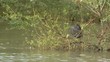 Foulque