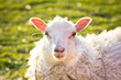 Sheep on grass Sheep on grass