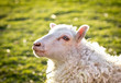 Beautiful sheep Beautiful sheep