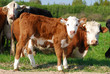 Small calf and cow Small calf and cow
