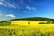Spring field