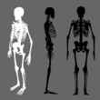 vector skeleton silhouette set