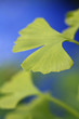 Ginkgoblätter