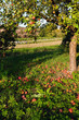 Äpfel am Baum