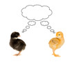 Two small chickens back with a common thought