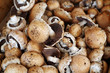 Foto: Bin of fresh mushrooms Bin of fresh mushrooms