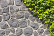 Halb Steinmauer - Halb Pflanze