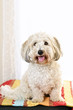 Photo: Cute dog portrait Cute dog portrait