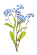 Forget-me-not flowers on white