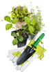 Gardening tools and plants