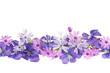 Purple spring flower border