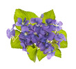 Bouquet of violets Bouquet of violets