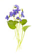 Spring violets on white Spring violets on white