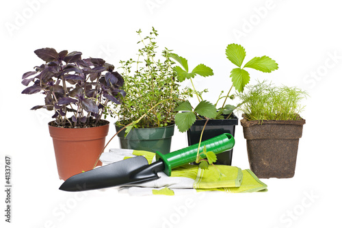 Photo: Gardening tools and plants Gardening tools and plants