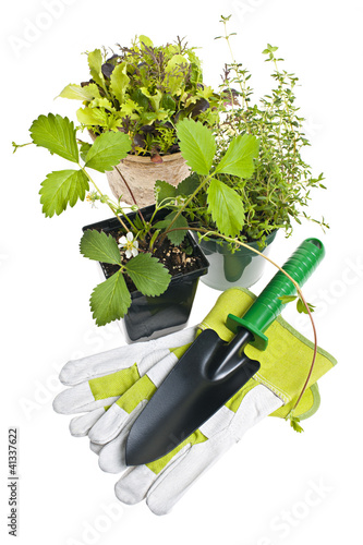 Photo: Gardening tools and plants Gardening tools and plants