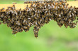 Bienen