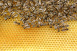 Bienenvolk