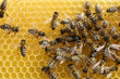 Honeybees