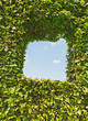 Window made from cut of garden bush