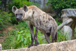 Spotted Hyena Spotted Hyena