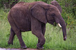 The Elephant in Kenya