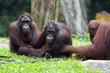 Photo: Borneo Orangutan Borneo Orangutan