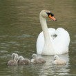 Cygnets are swimming in the water