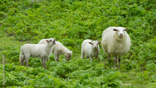 Photo: Little lambs Little lambs