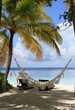 Hammock under palmtree
