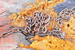 Foto: Old metal chain Old metal chain
