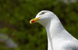 A seagull with an inquisitive look. A seagull with an inquisitive look.