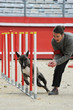 bull terrier en agility bull terrier en agility