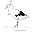Stork on sketch Stork on sketch
