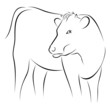 Cow on sketch Cow on sketch